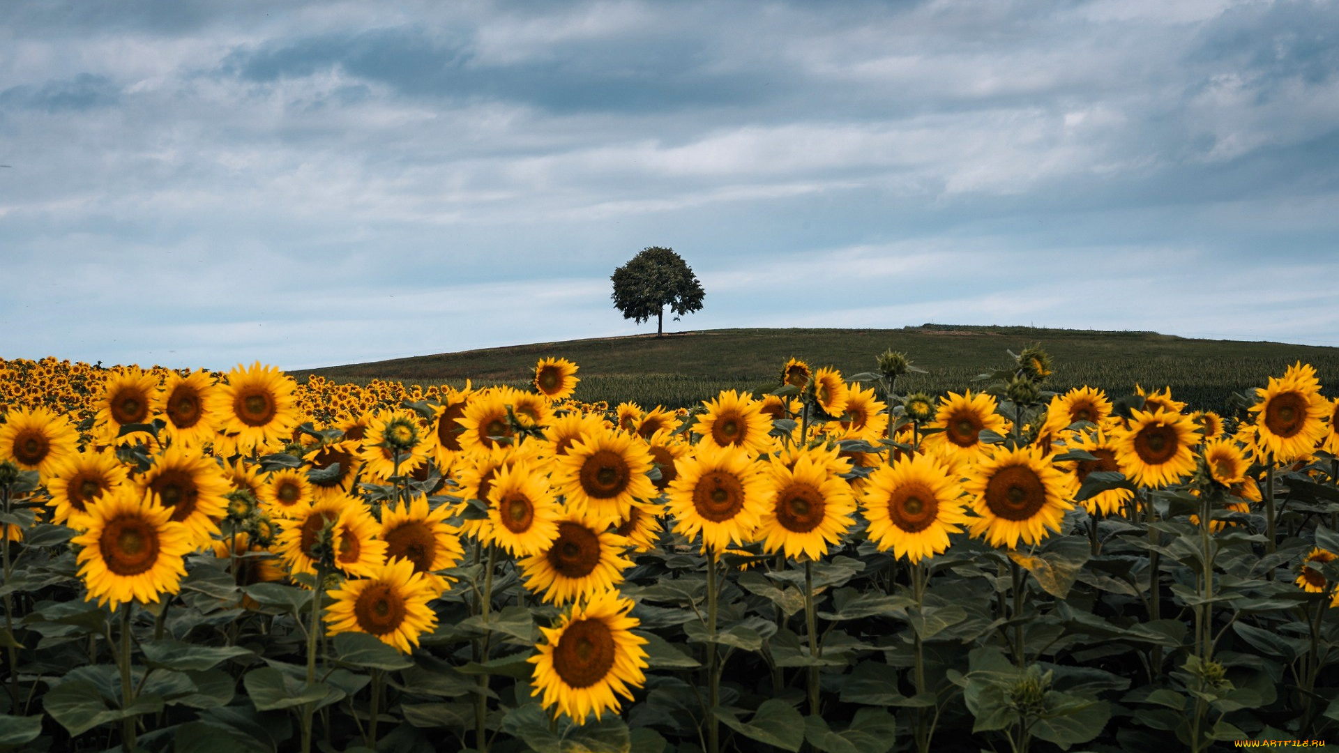 цветы, подсолнухи, поле, холм, дерево, облака