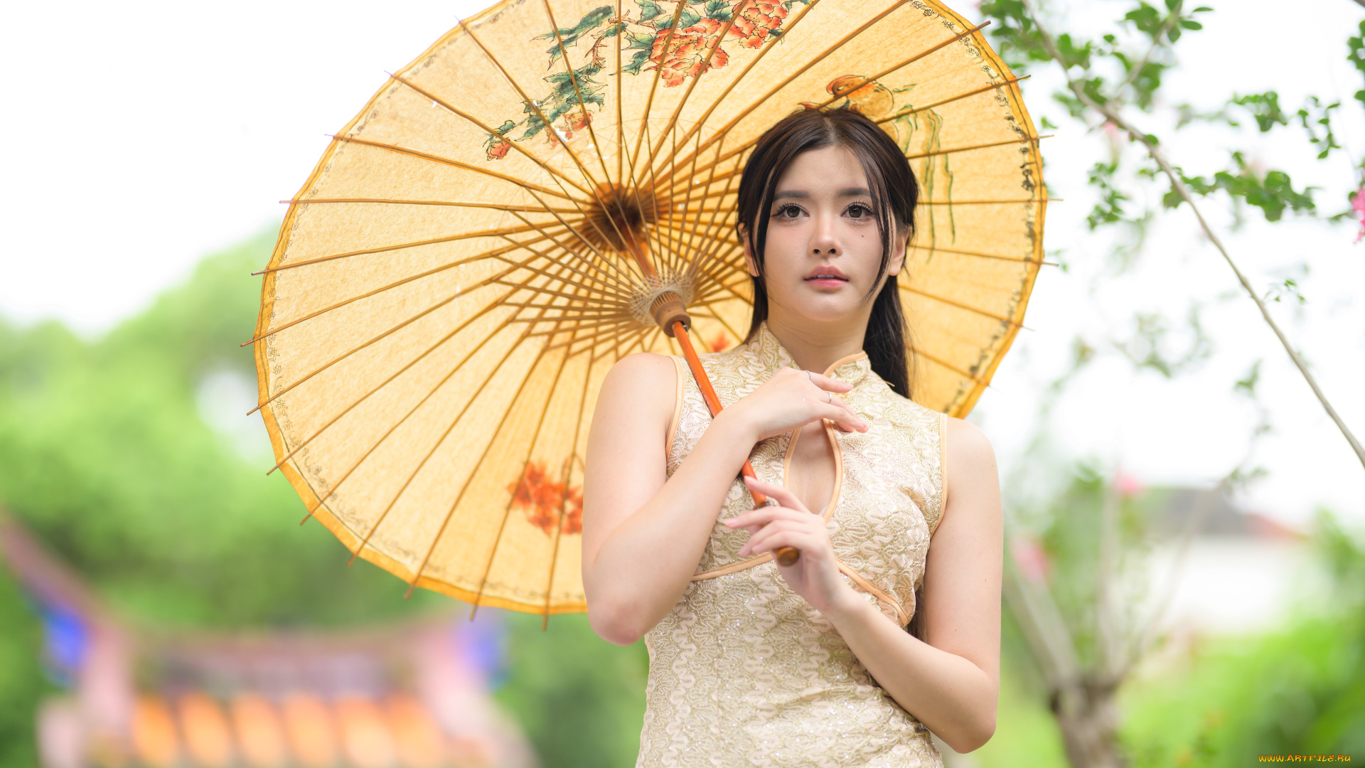 девушки, -, азиатки, девушка