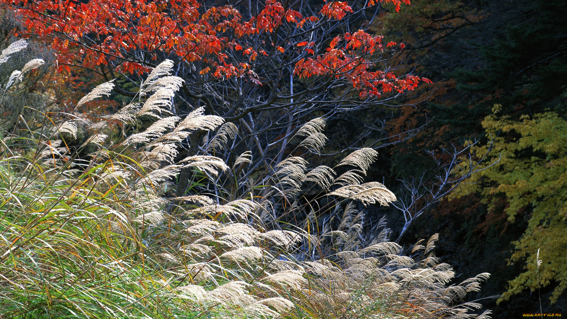 природа, деревья, трава, лес