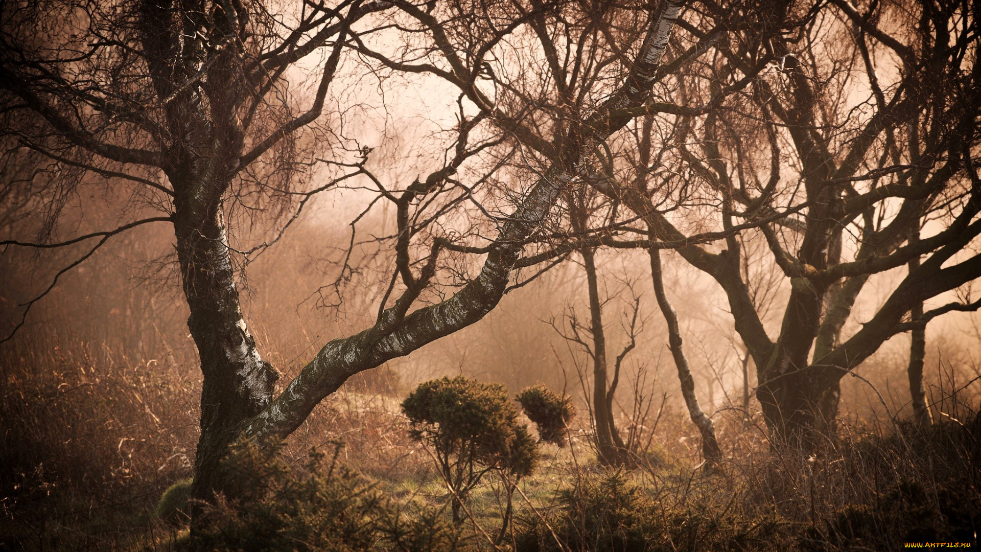 природа, лес, деревья, туман, трава, кусты