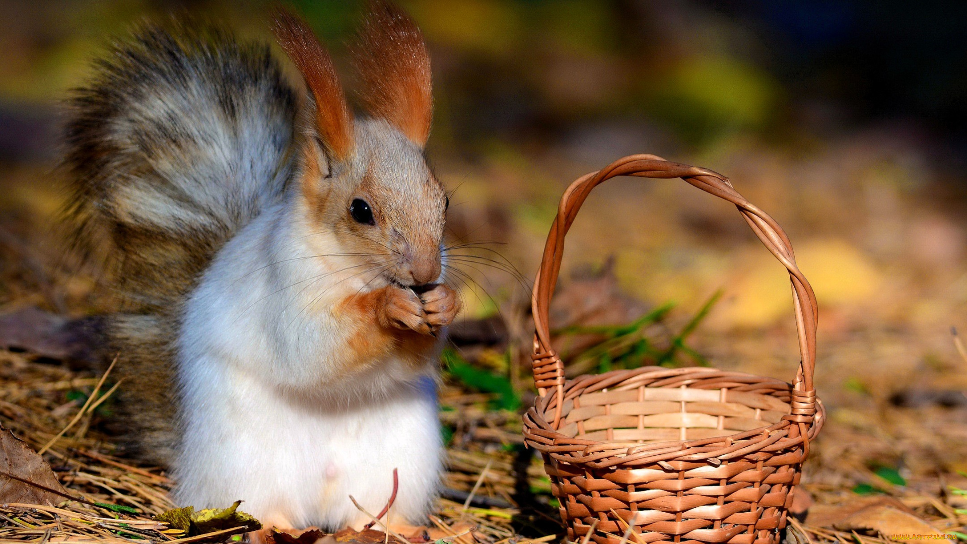 животные, белки, белка, корзина, подлесок