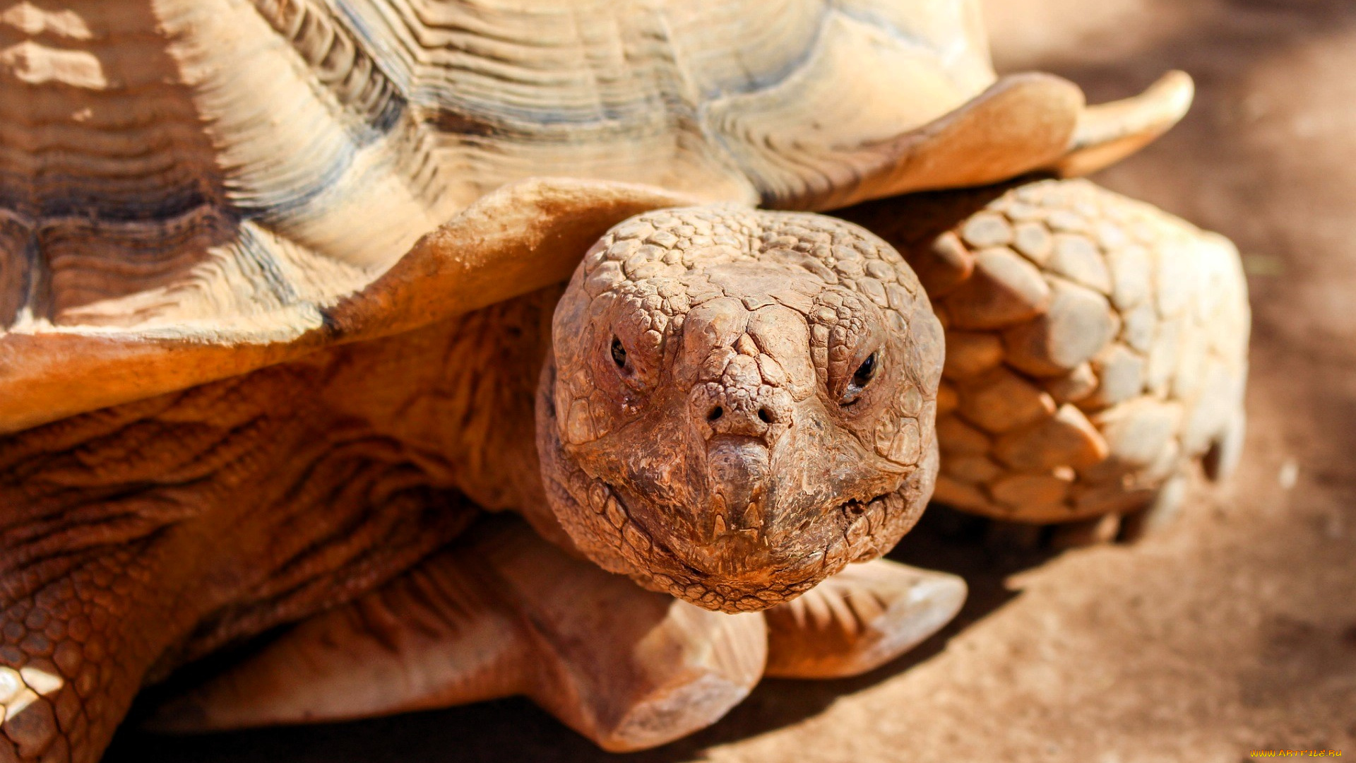 животные, черепахи, черепаха, голова, панцирь