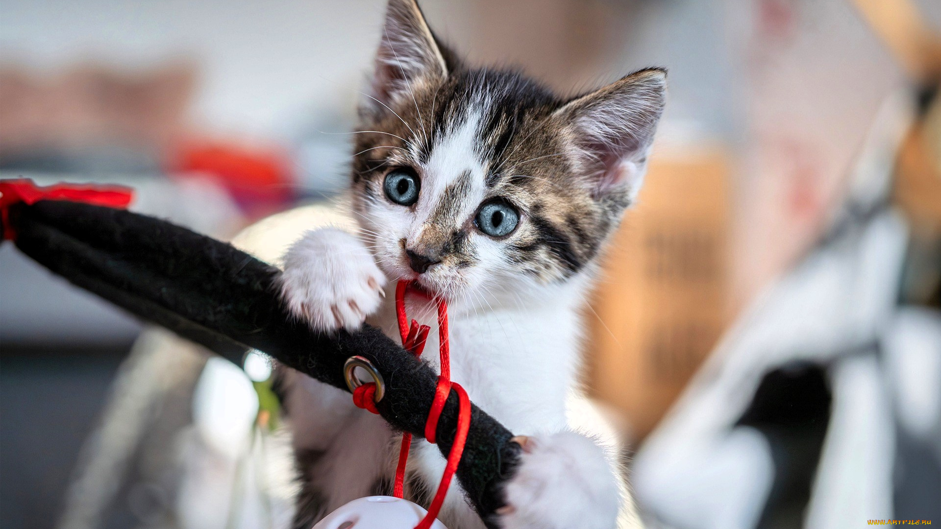 животные, коты, котенок, игрушки