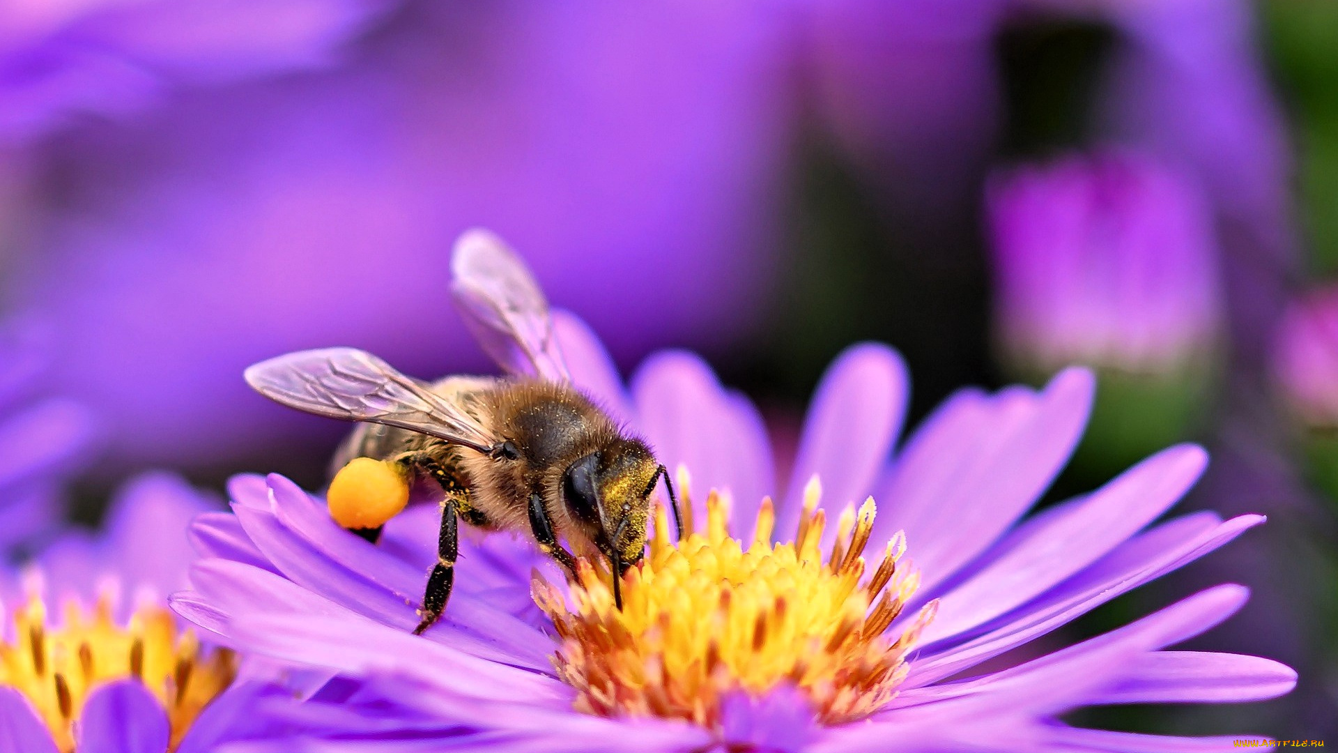 животные, пчелы, , осы, , шмели, пчела, цветы