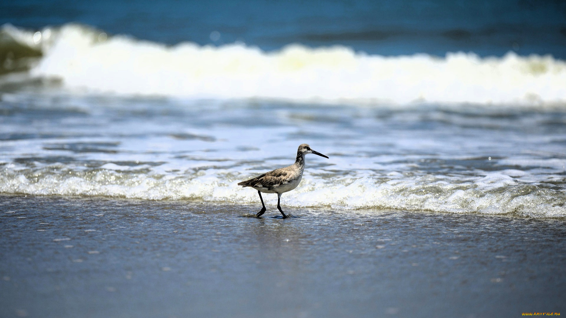 животные, птицы, птица, берег, море, волны, прибой