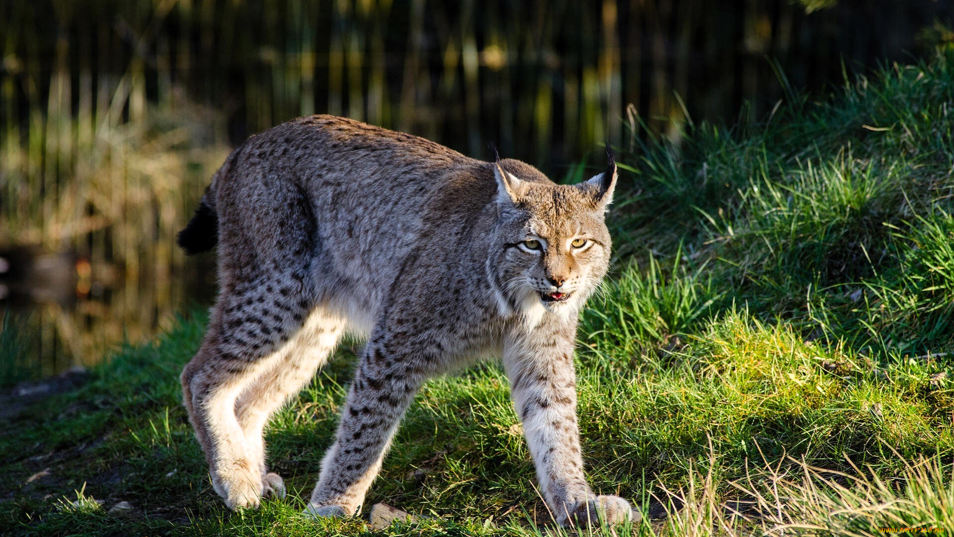 животные, рыси, рысь, трава, озеро, лес
