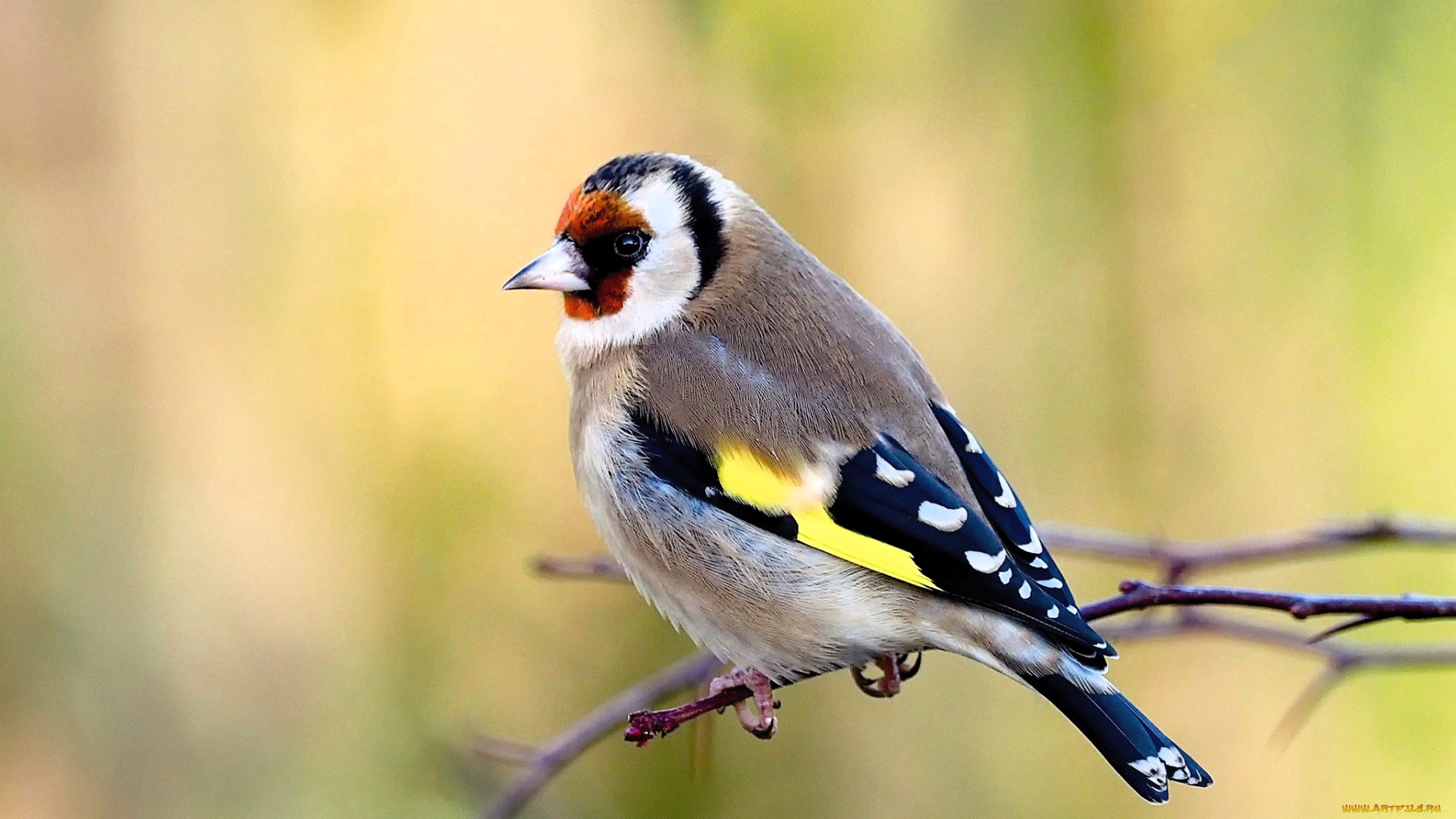 животные, щеглы, , чижи, щегол, птица, ветка