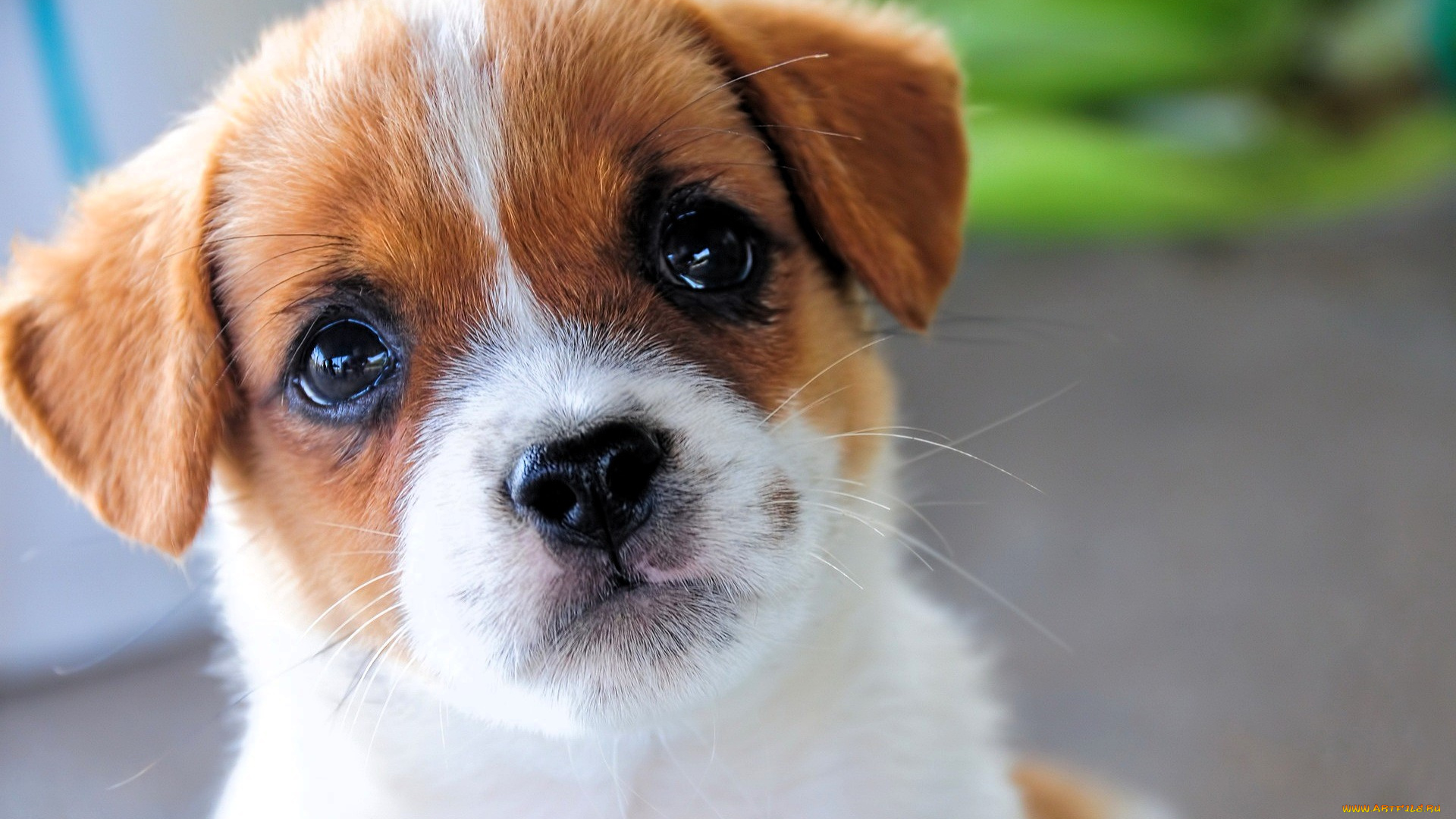 животные, собаки, щенок, взгляд