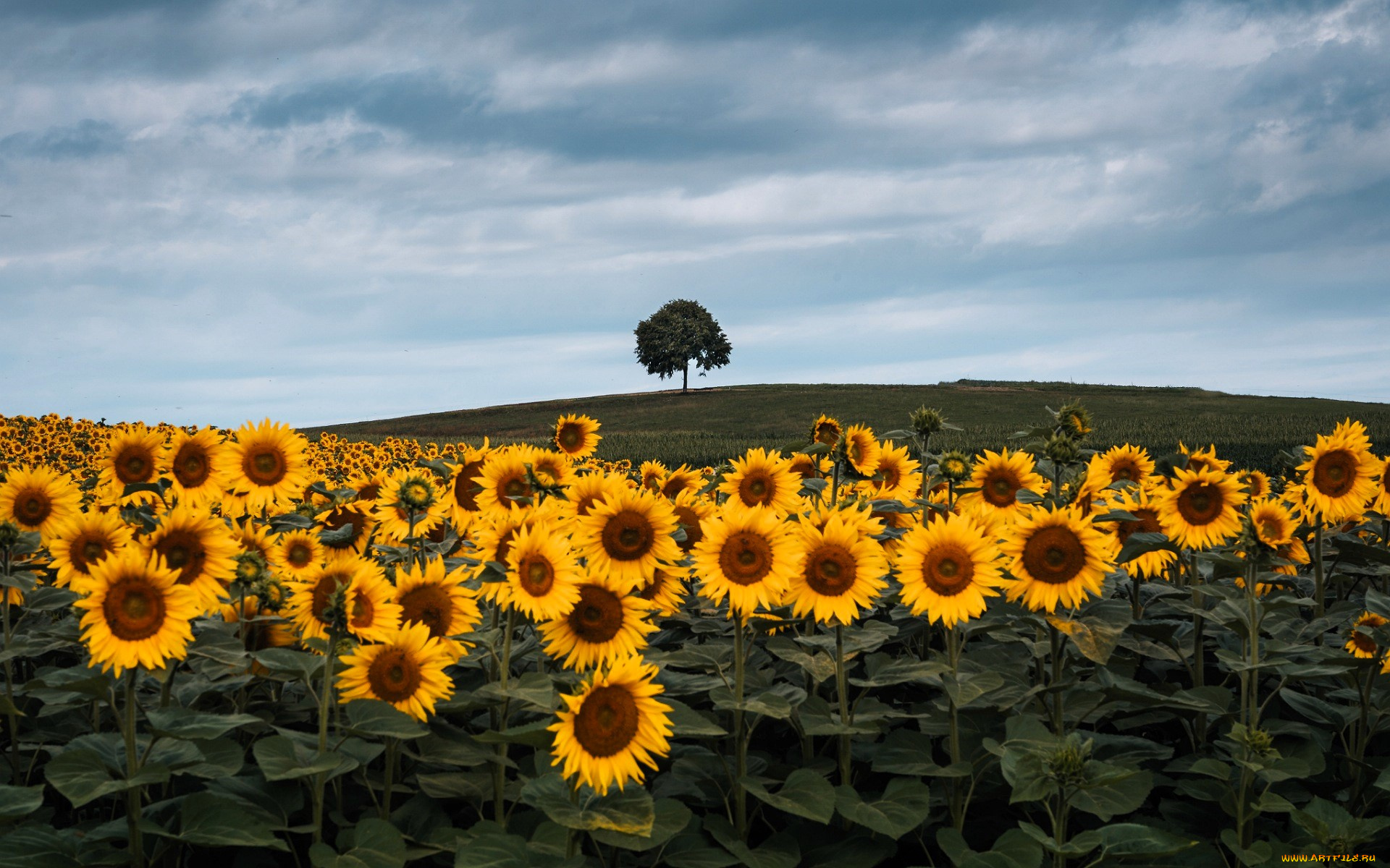 цветы, подсолнухи, поле, холм, дерево, облака