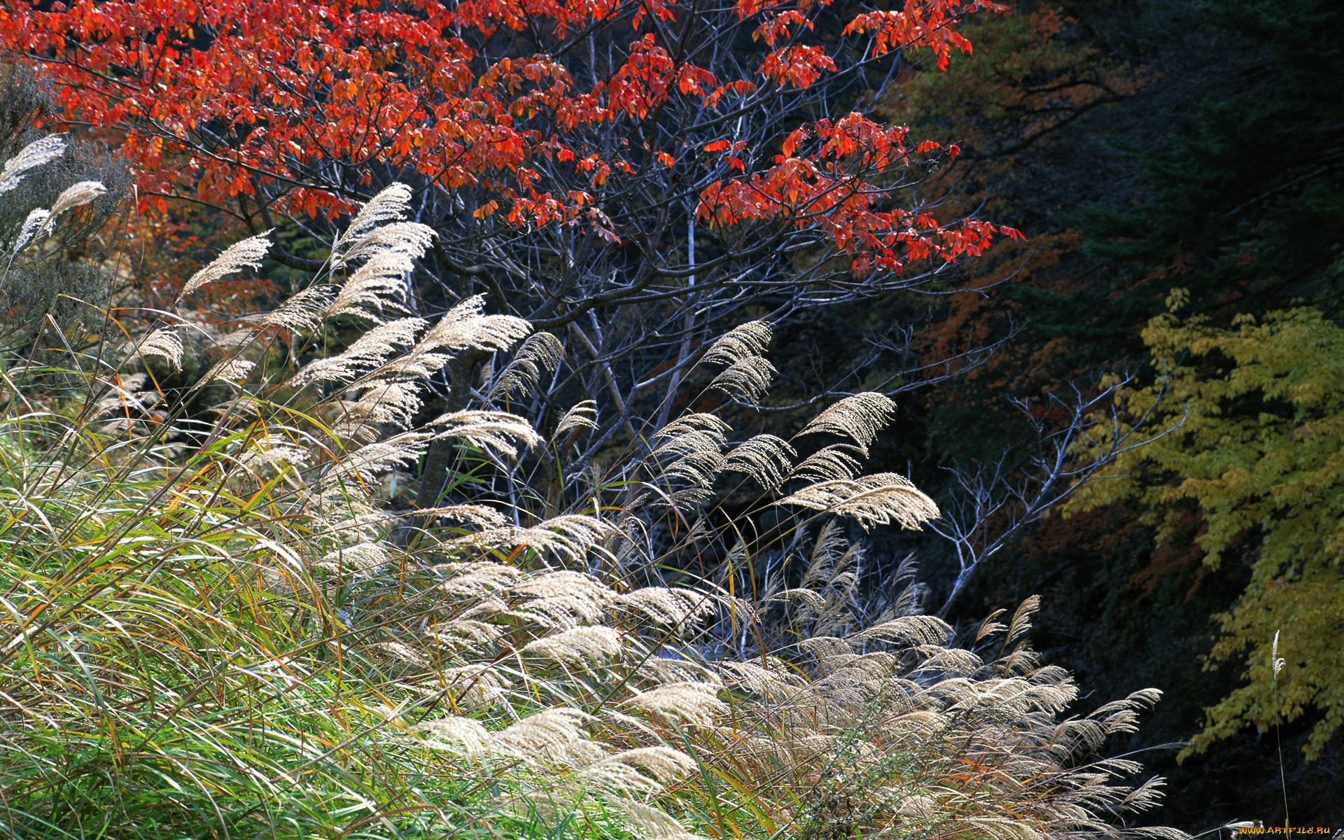 природа, деревья, трава, лес