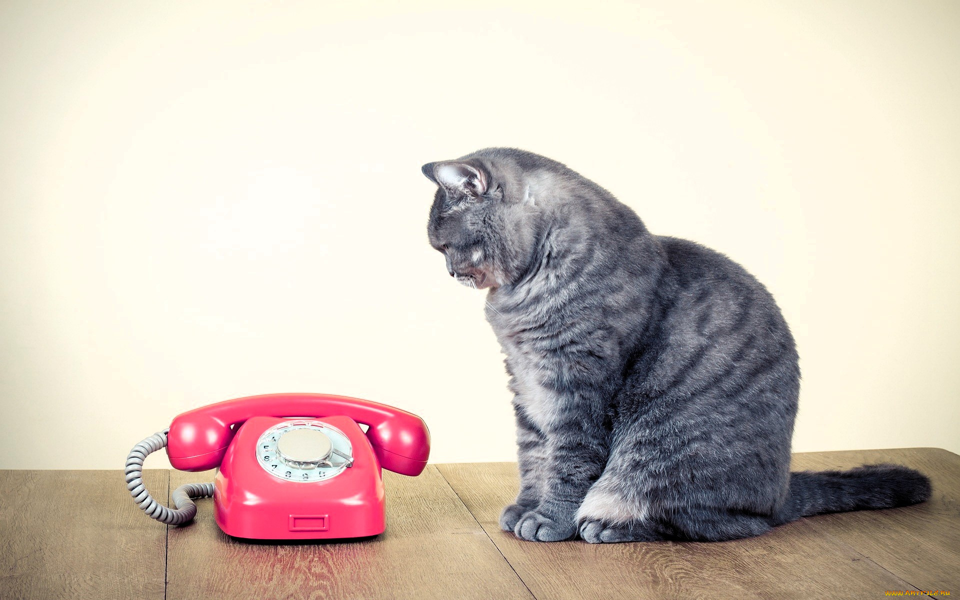 животные, коты, кот, телефон