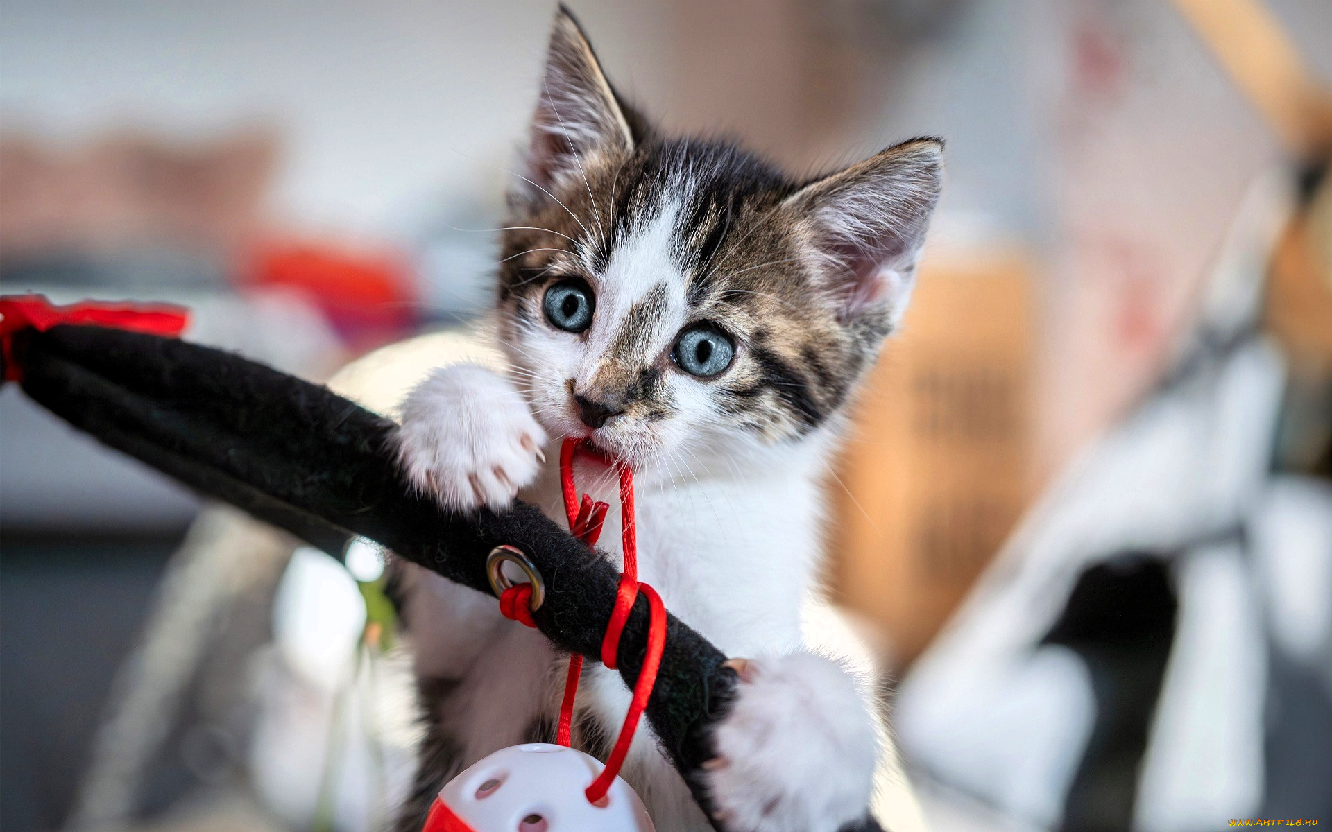 животные, коты, котенок, игрушки