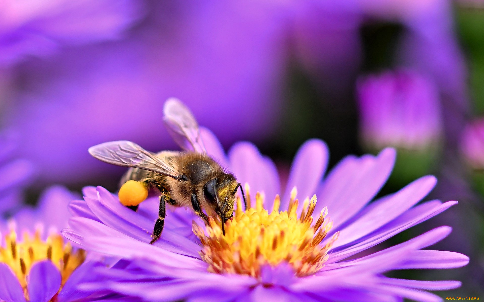 животные, пчелы, , осы, , шмели, пчела, цветы