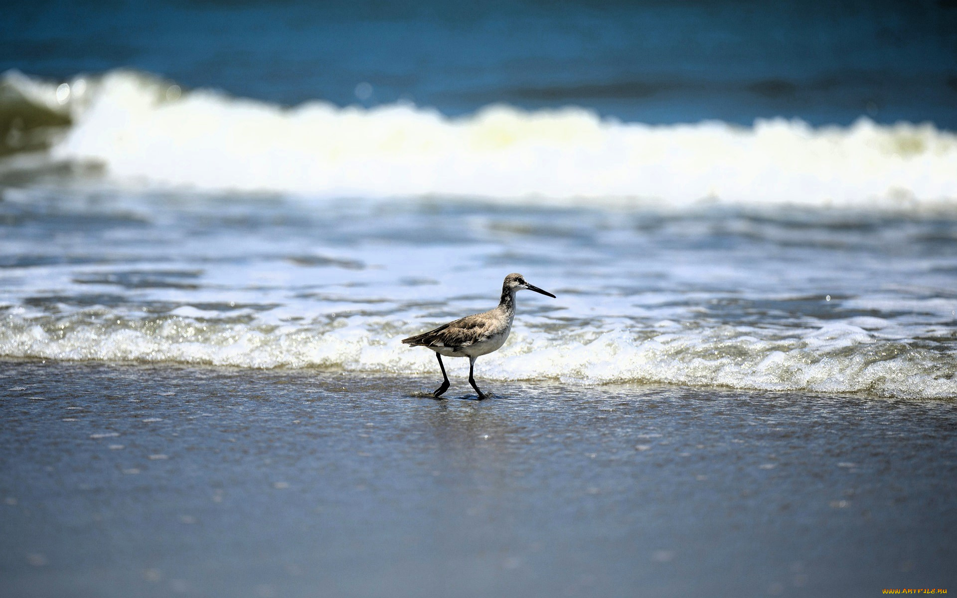 животные, птицы, птица, берег, море, волны, прибой