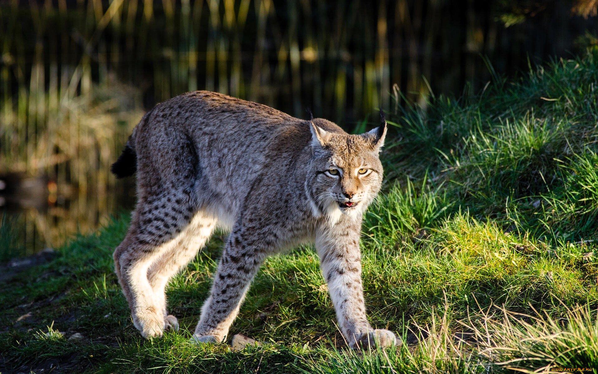 животные, рыси, рысь, трава, озеро, лес