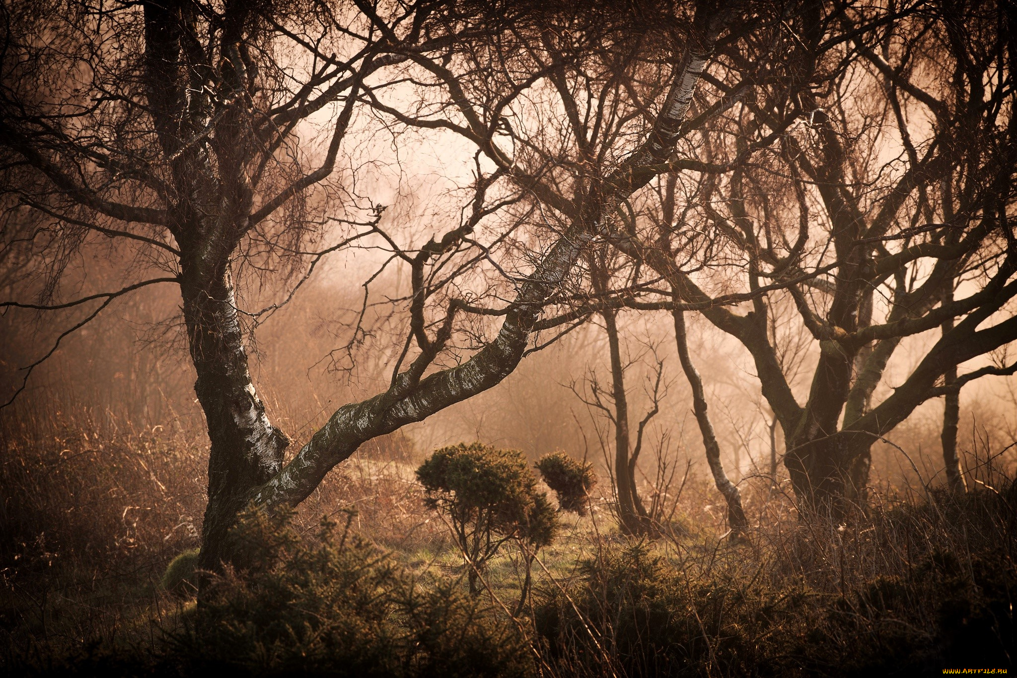 природа, лес, деревья, туман, трава, кусты