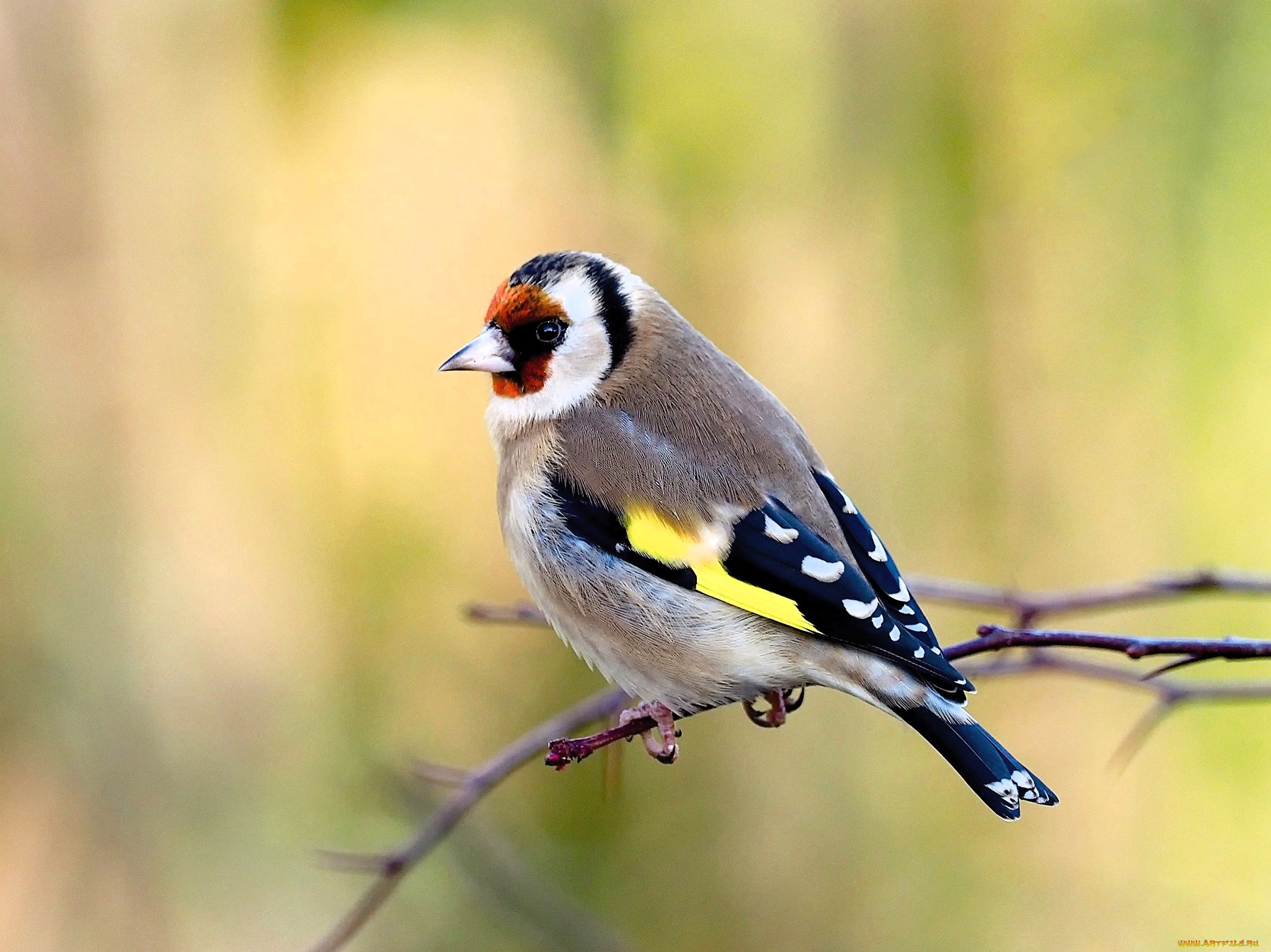 животные, щеглы, , чижи, щегол, птица, ветка