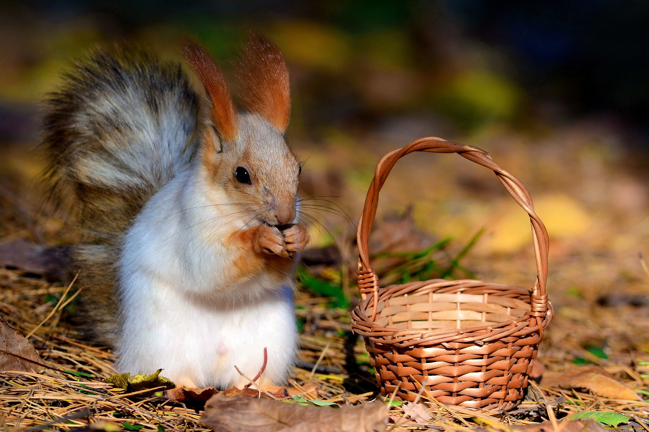 животные, белки, белка, корзина, подлесок