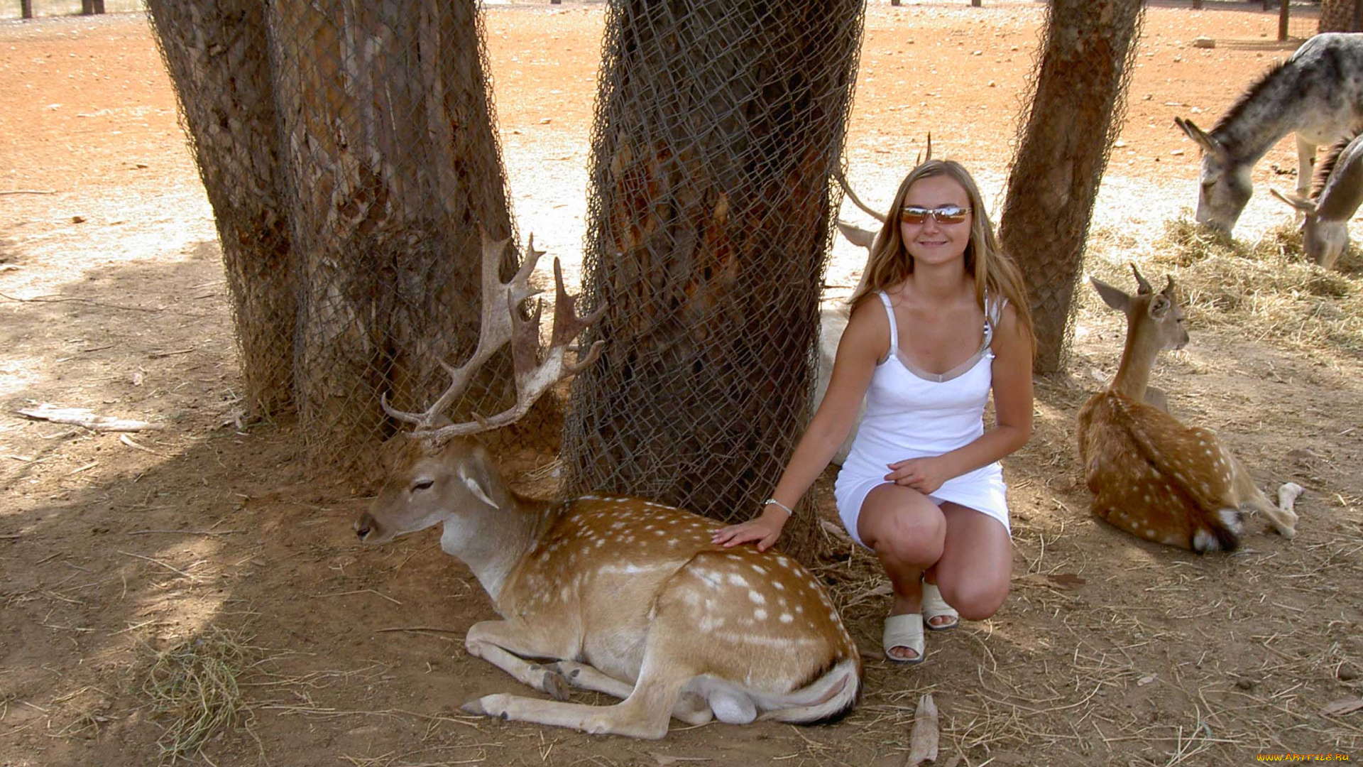 ispanija, safari, животные, олени