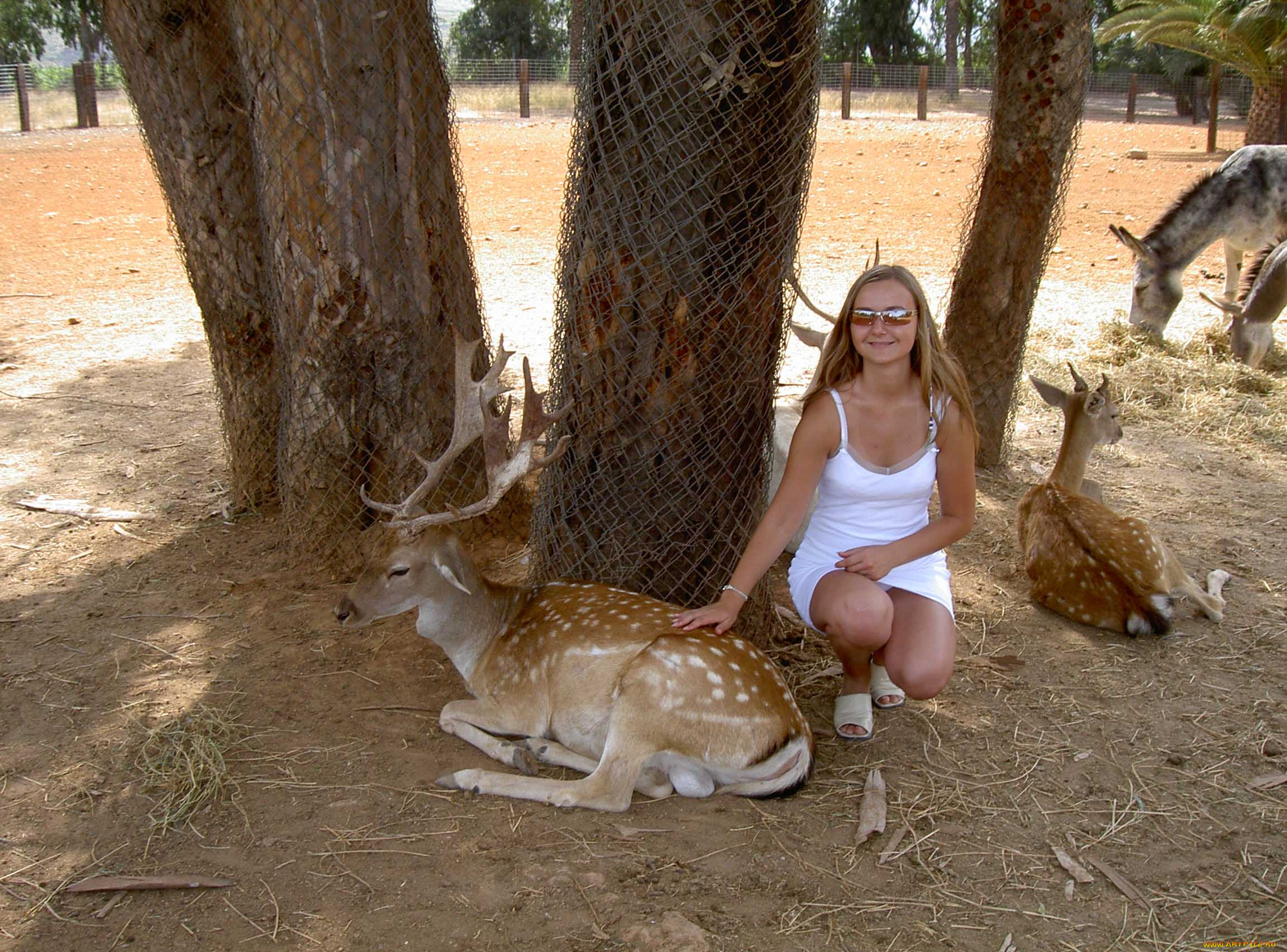 ispanija, safari, животные, олени