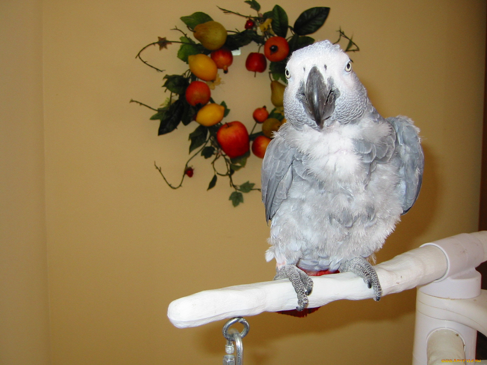 животные, попугаи