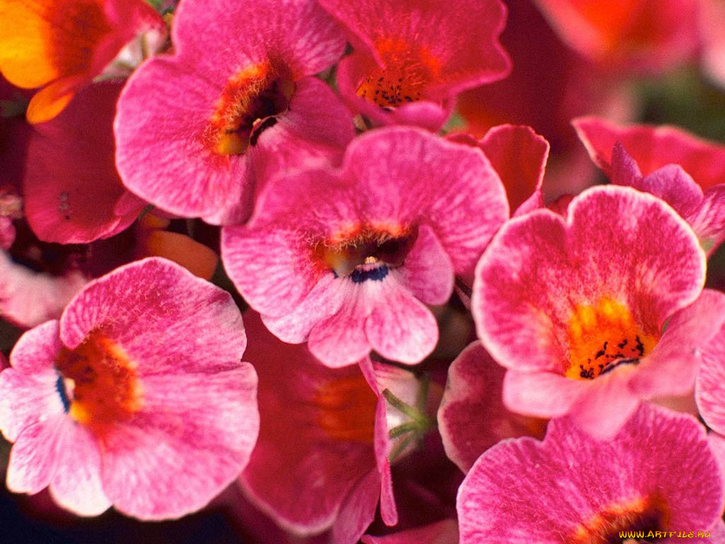 цветы, лантана, вербена