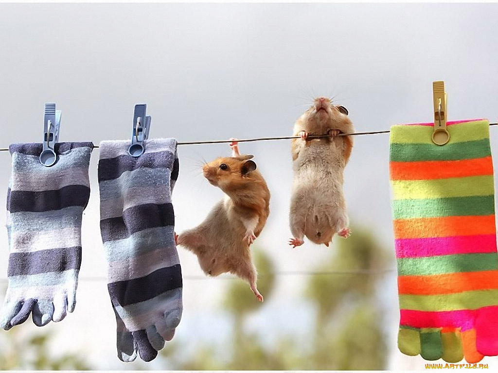 забавные, хомячки, животные, морские, свинки, хомяки