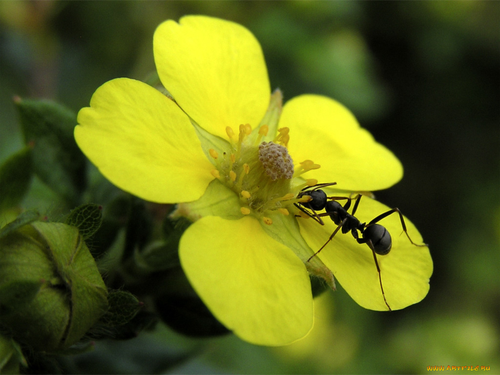 животные, насекомые
