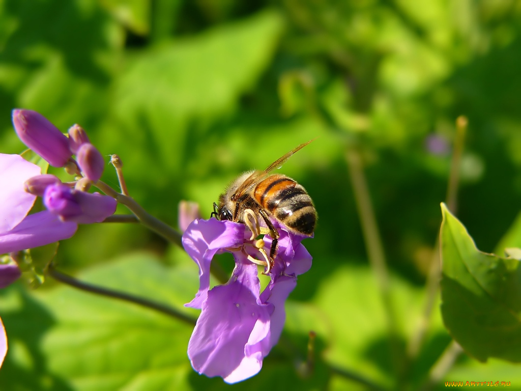 животные, пчелы, осы, шмели