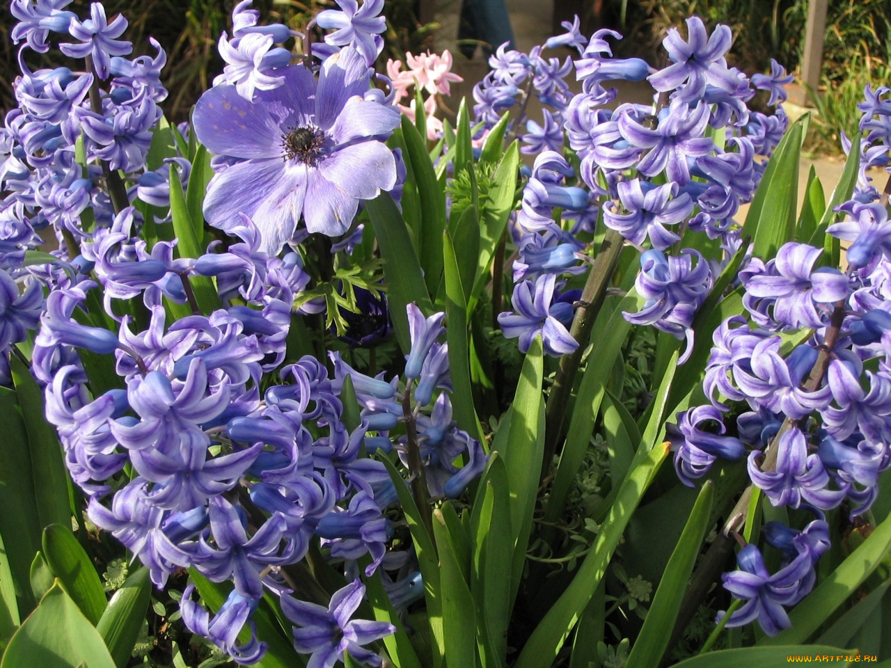цветы, гиацинты