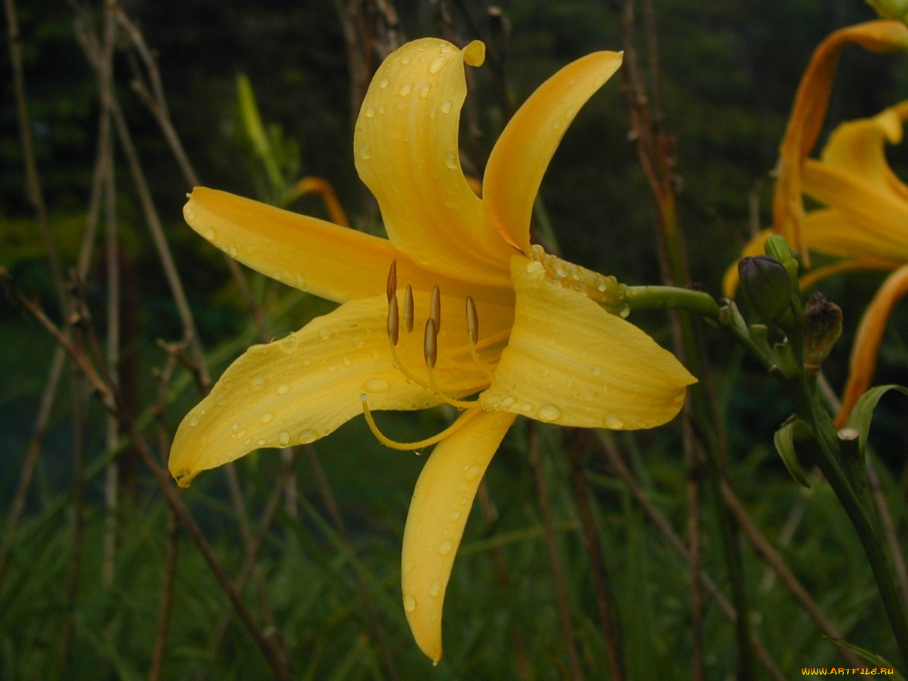 цветы, лилии, лилейники