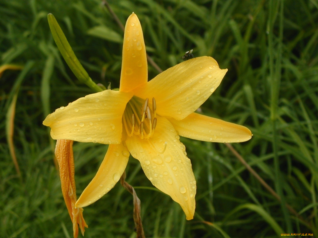 цветы, лилии, лилейники