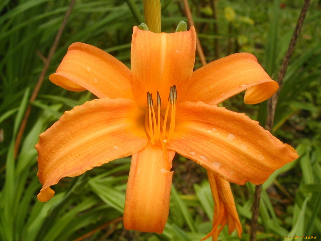 цветы, лилии, лилейники