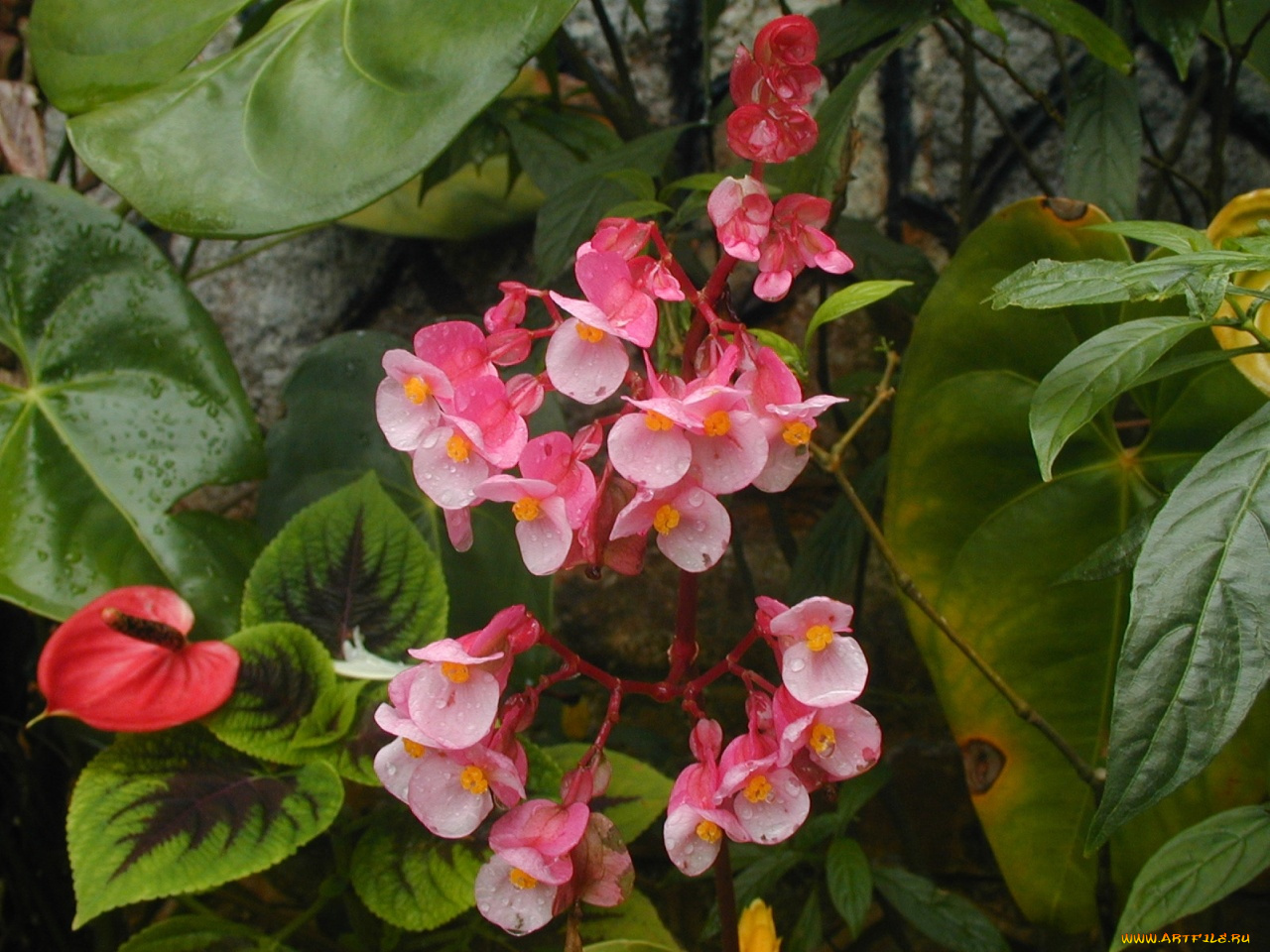 цветы, разные, вместе