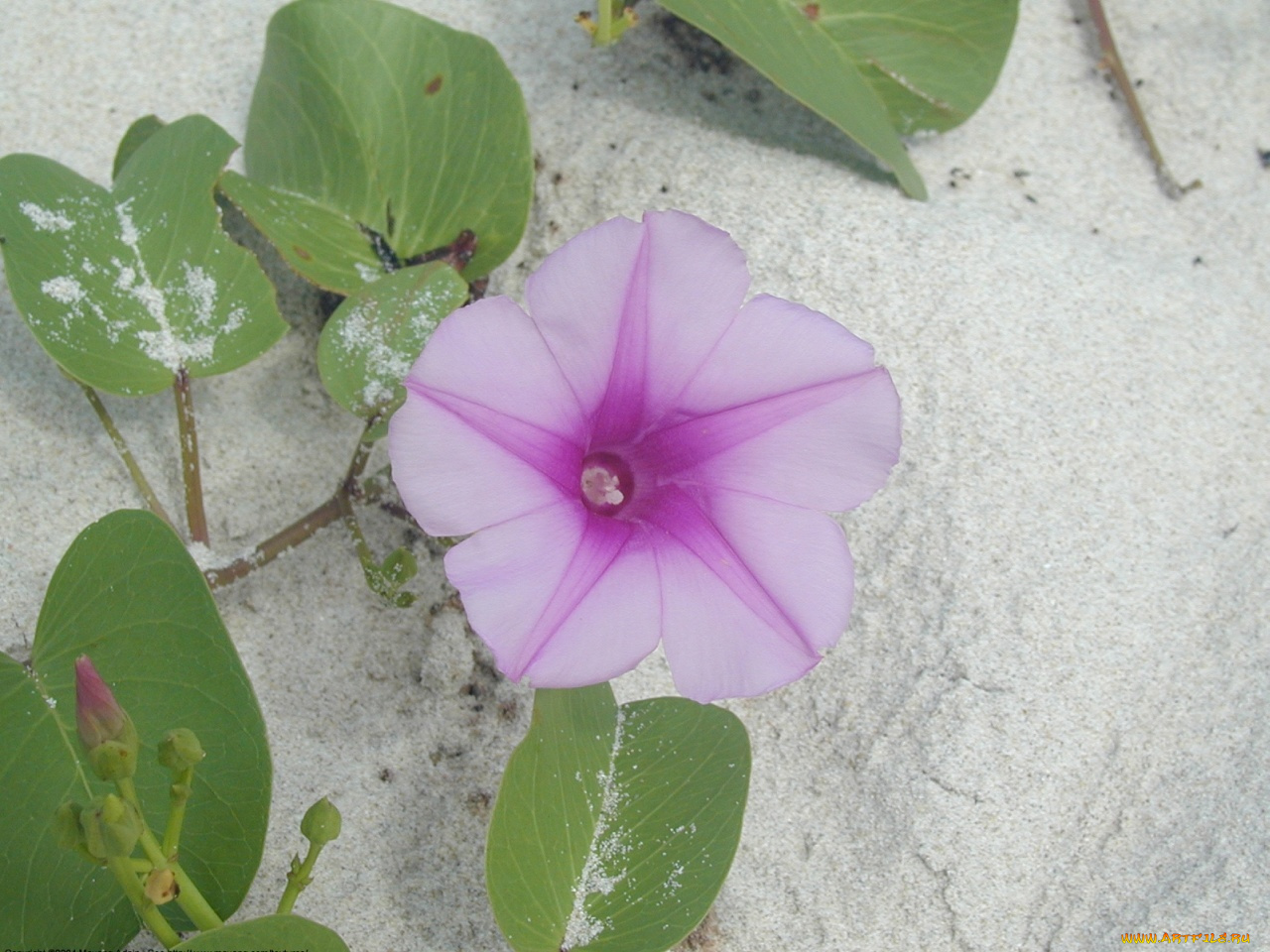 цветы, вьюнки, ипомеи