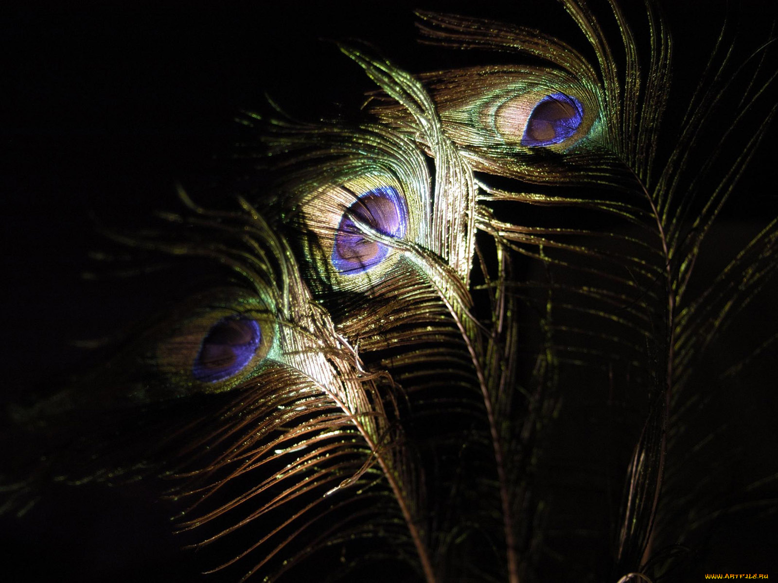 peacock, feathers, разное