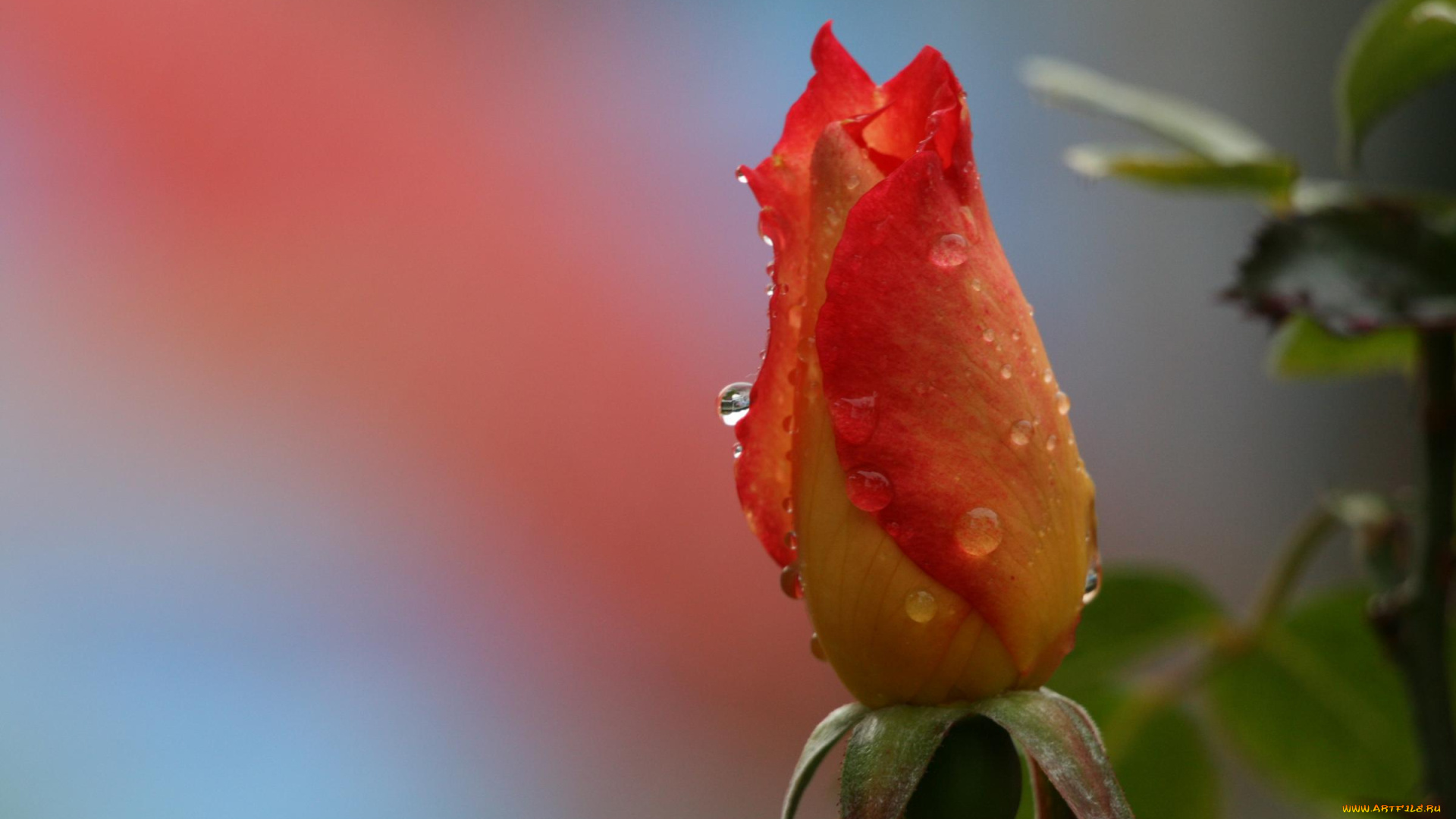 цветы, розы