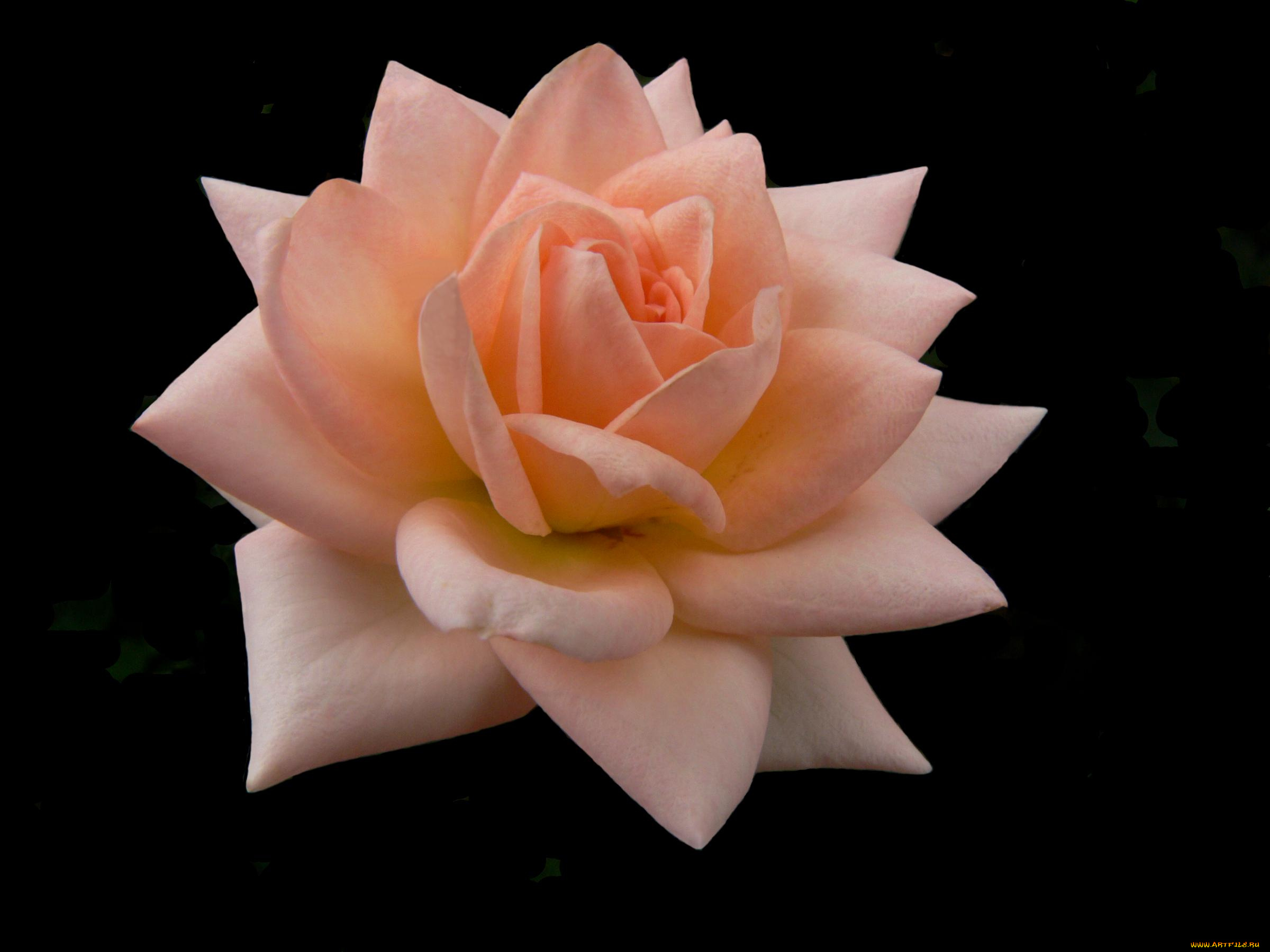 цветы, розы