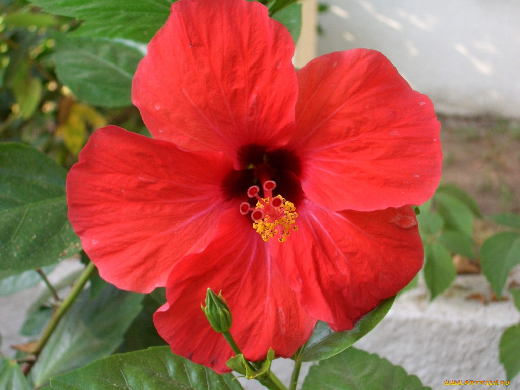 цветы, гибискусы