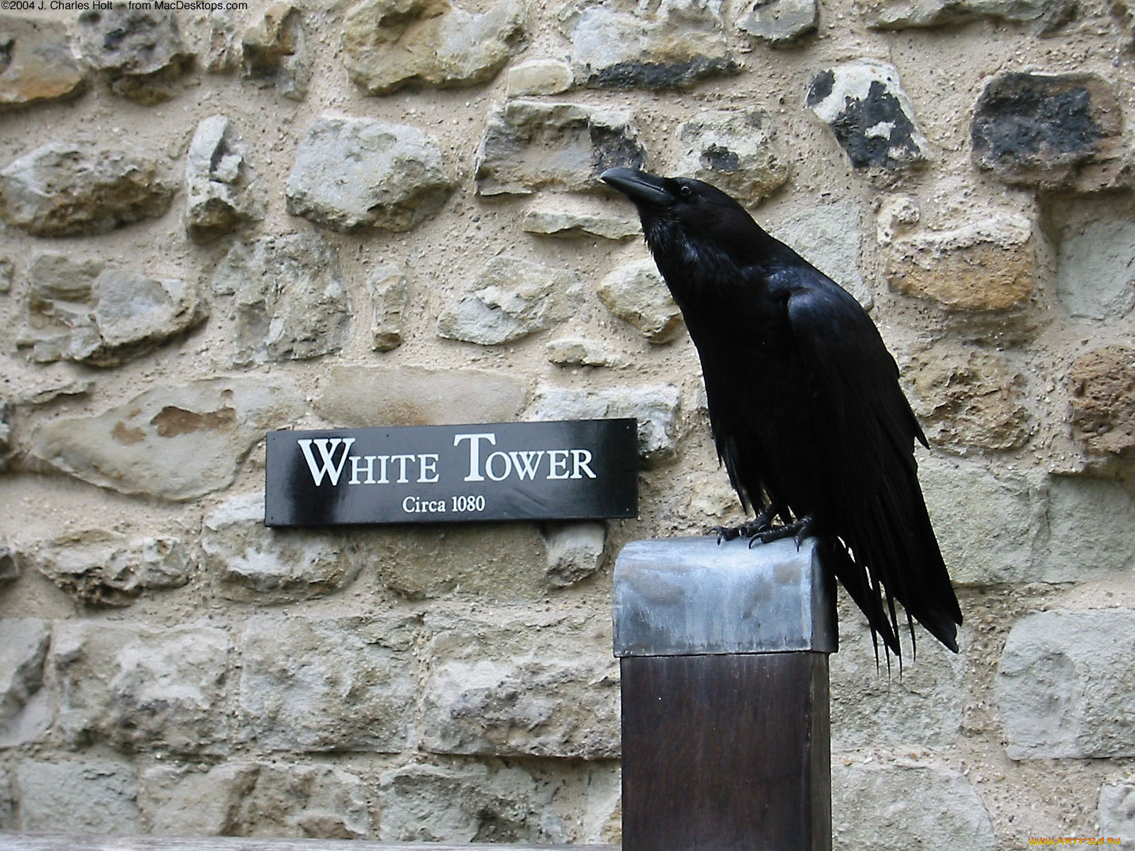 животные, вороны, грачи, галки