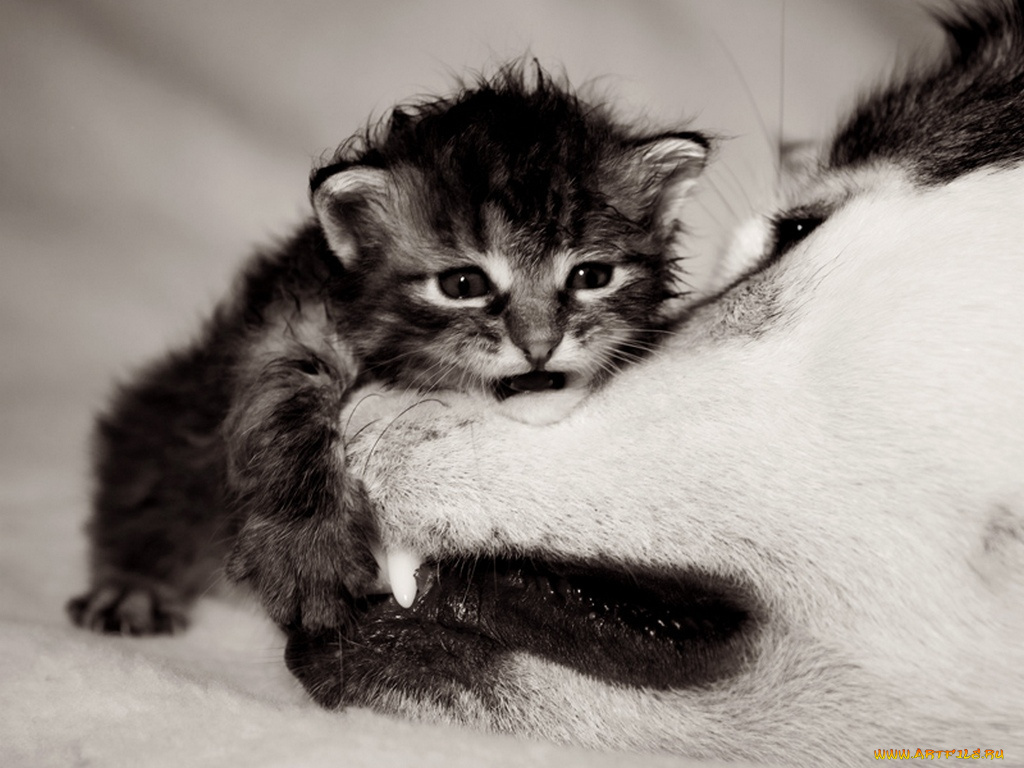 grifonchik, nalitova, yulia, главное, завалить, потом, затопчем, животные, разные, вместе