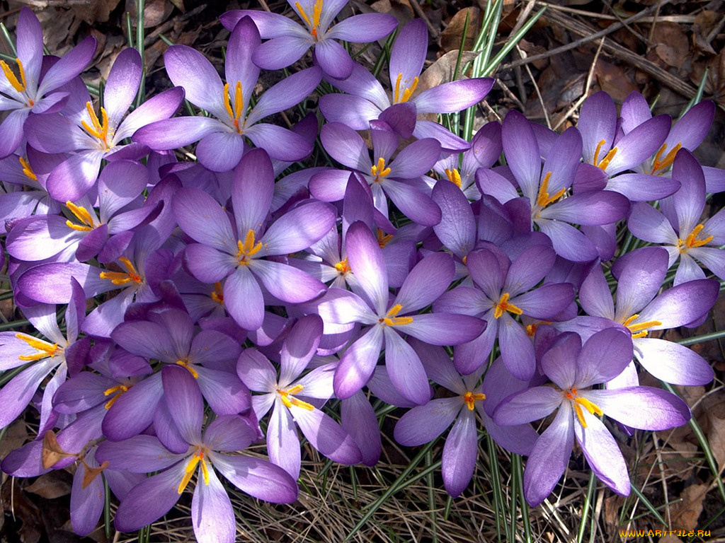vldr, на, весеннем, солнышке, погретьсЯ, цветы, крокусы