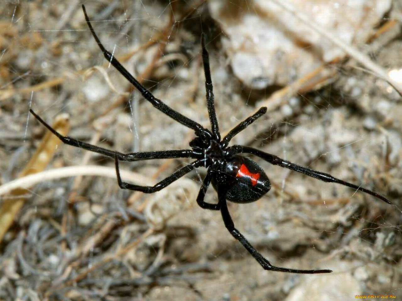 животные, пауки