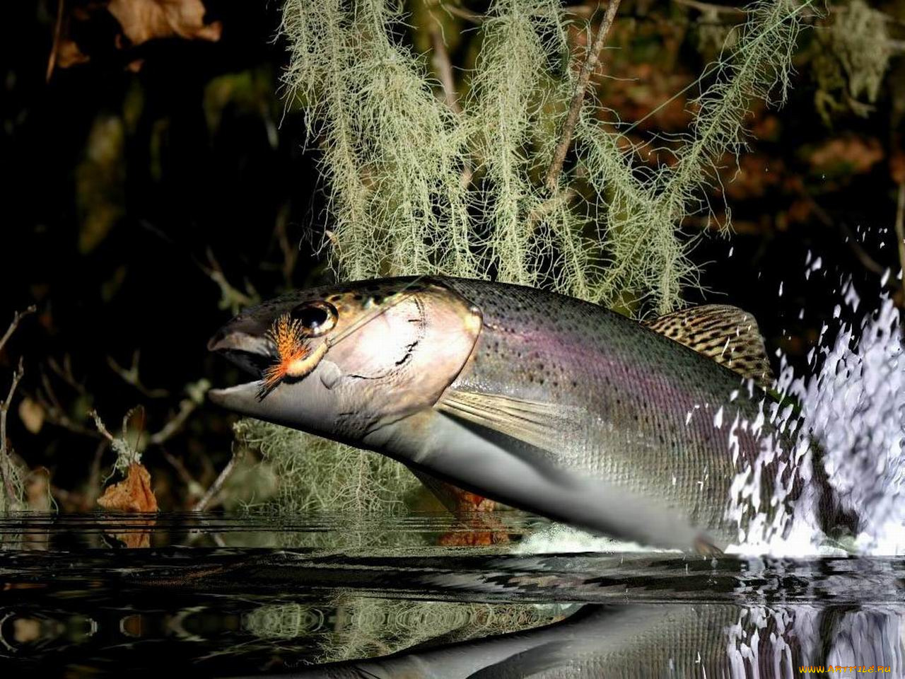 животные, рыбы