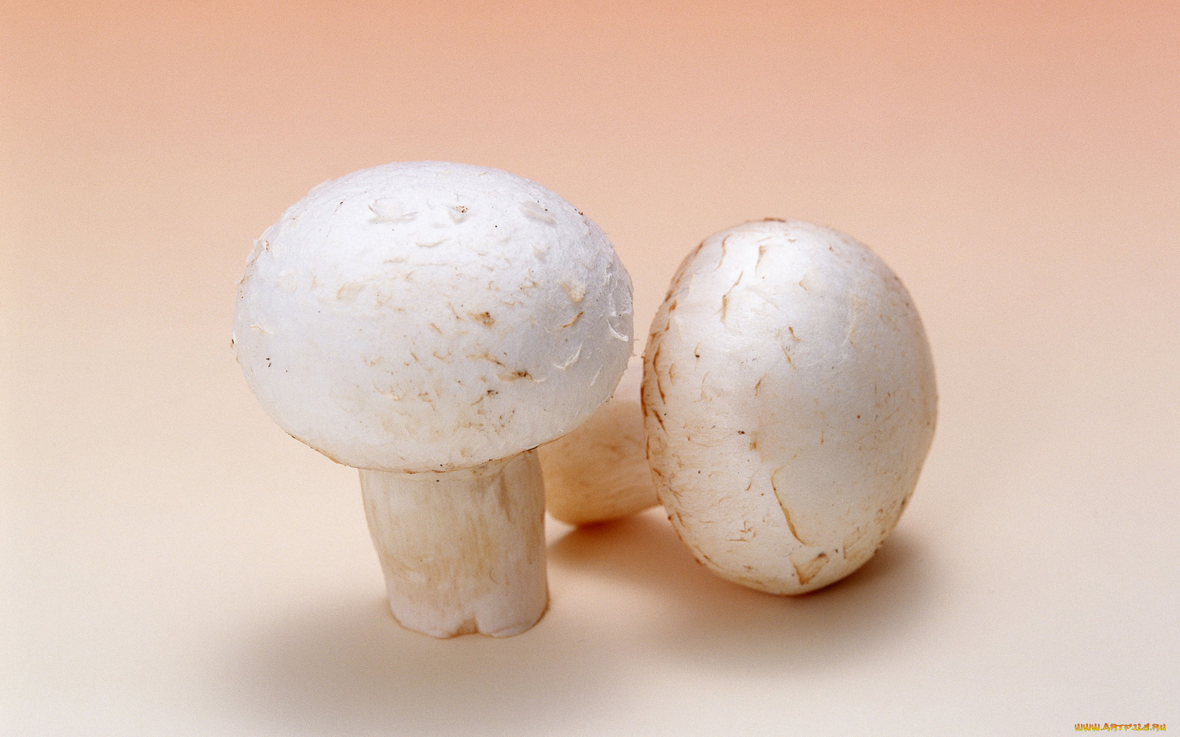 еда, грибы, грибные, блюда