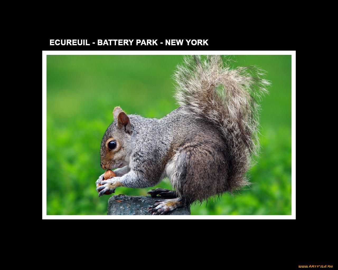 животные, белки