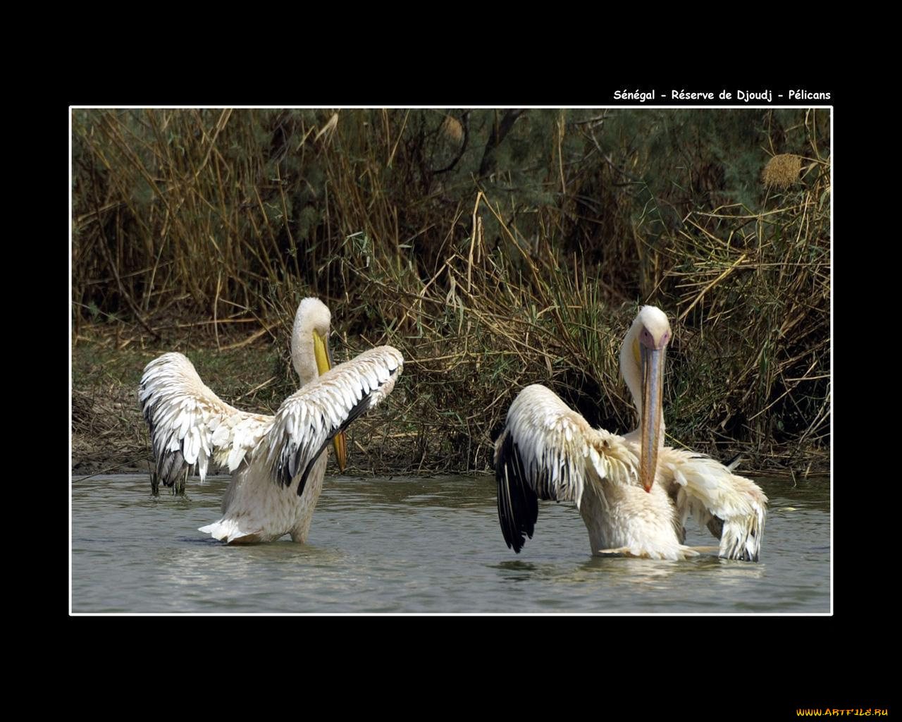 животные, пеликаны