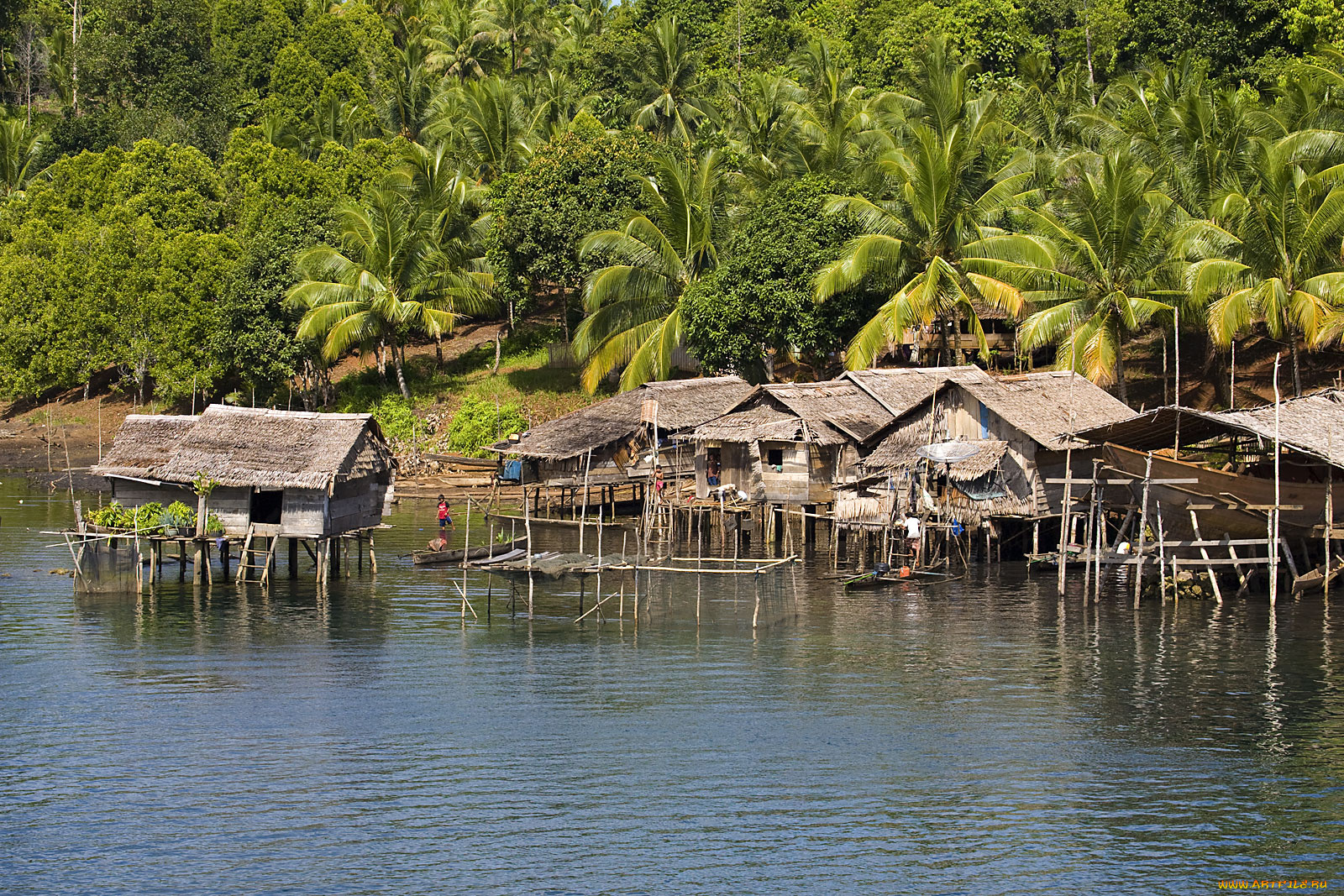 природа, тропики, пальмы, хижины
