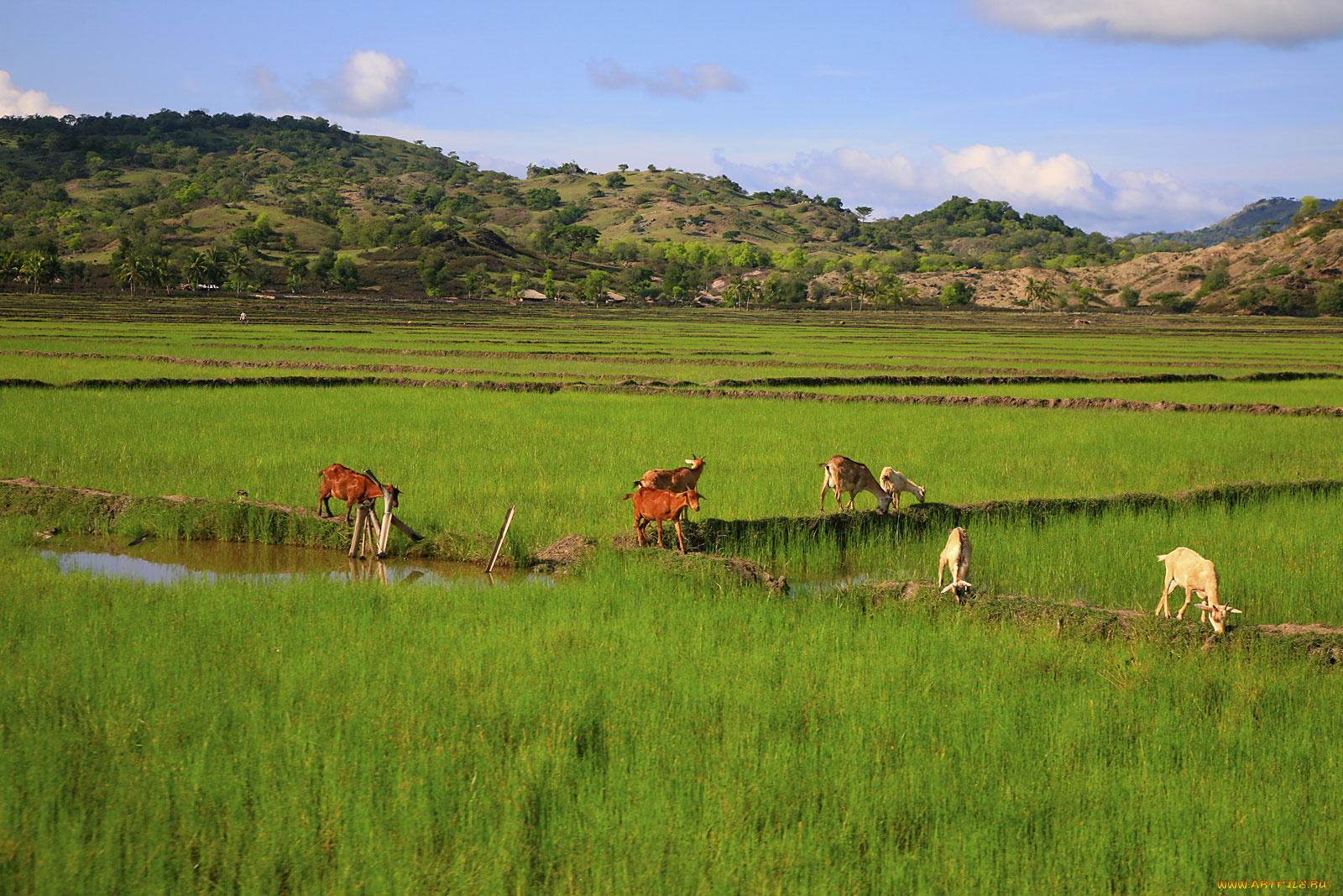 животные, козы, вода, поле