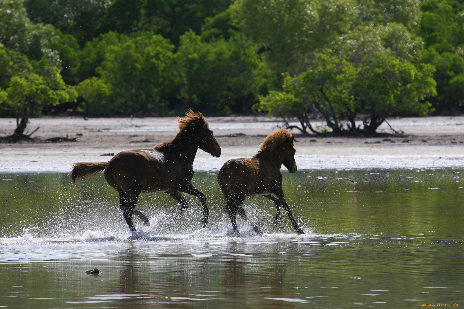 животные, лошади, брызги, вода